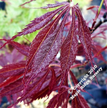 Acer palmatum 'JJ Fire Red' - mapleridgenursery